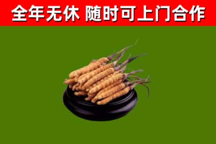 五河县回收冬虫夏草