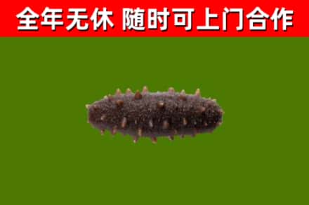 五河县回收海参干
